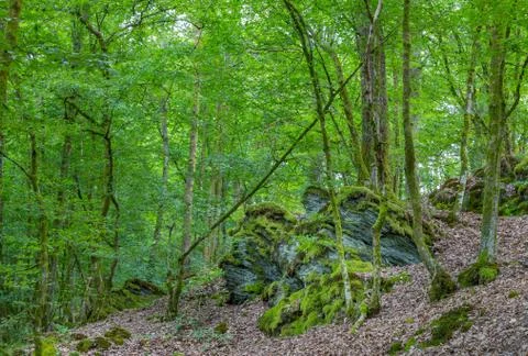 View on a old forest during summer time. Stock Photos