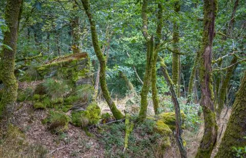 View on a old forest during summer time. Stock Photos
