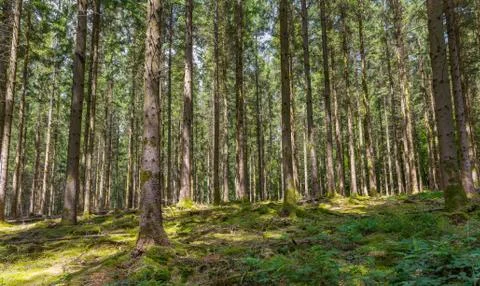 View on a old forest during summer time. Stock Photos