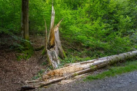 View on a old forest during summer time. Foto stock