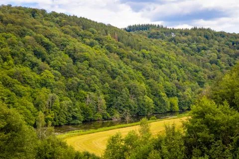 View on a old forest during summer time. Stock Photos