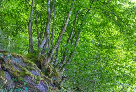View on a old forest during summer time. Stock Photos