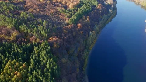 View of the old forest on a warm autumn day. Tall trees that have lost their Stock Footage 163195723