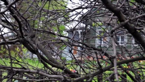 View of the old house through the tree branches  Stock Footage 274896564