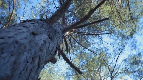 View of the Old Pine Bottom in the Autumn Forest Stock Footage 97708963