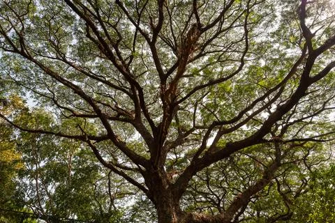 View of an old tree with it's many branches and leaves Stock Photos
