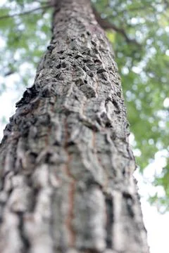 View of an old tree trunk from below Foto stock