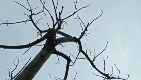 View of old trees with dry, branching branches. Stock Footage 327911910