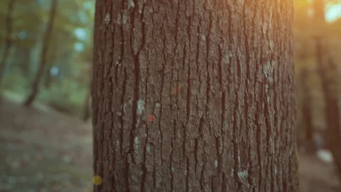 View of old trunk in a forest.  Stock Footage 119227078
