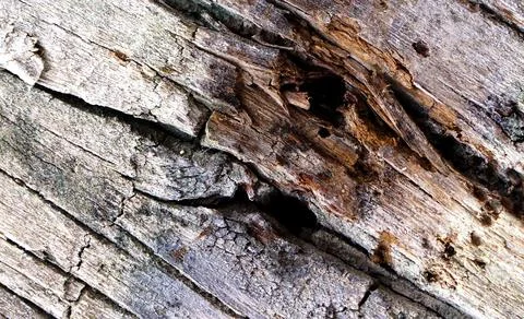 View of old wood texture background Stock Photos