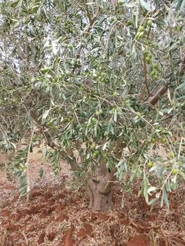The view on the olive field Stock Photos