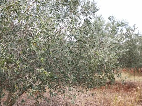 The view on the olive field Stock Photos