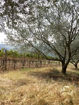 The view on the olive field Foto stock