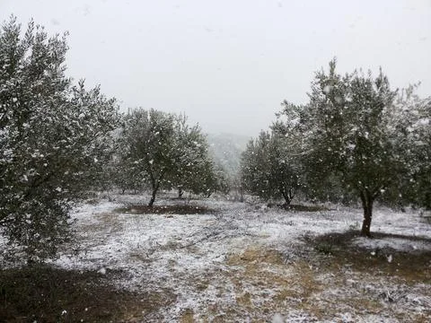 The view on the olive field Stock Photos