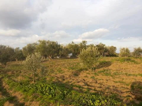 The view on the olive field Stock Photos