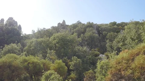 View of olive forest with ruins of ancient castle on background Stock Footage 104087073