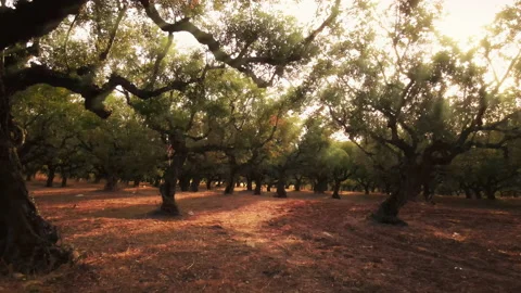 View of an Olive Garden at sunset in Greece. Light breaking through the tree Stock Footage 165060038