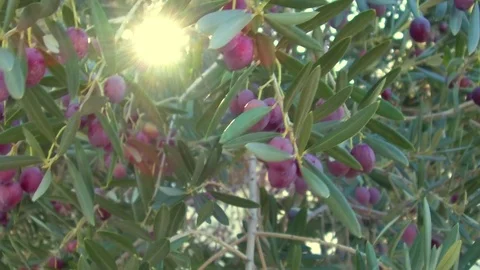 View of the olive tree. Olives on the background of sprigs and sun. Stock Footage 83224765