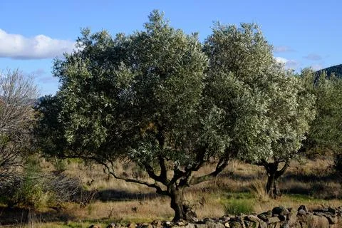 View of olive tree orchard Foto stock