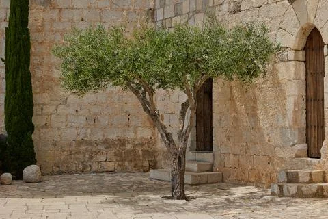 View of the olive tree standing in the courtyard of Peniscola castle. Stock Photos