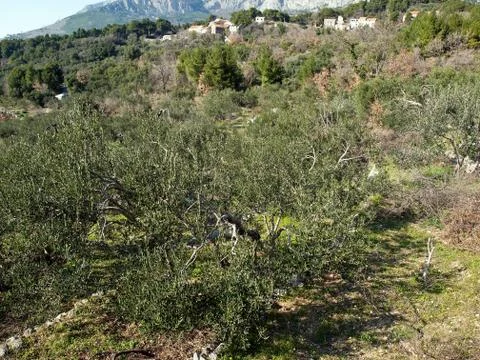 View at olive trees in old village Фото