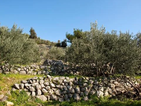 View at olive trees Stock Photos