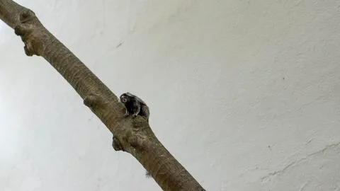 View of one marmoset monkey. Callithrix jacchus. 스톡 사진