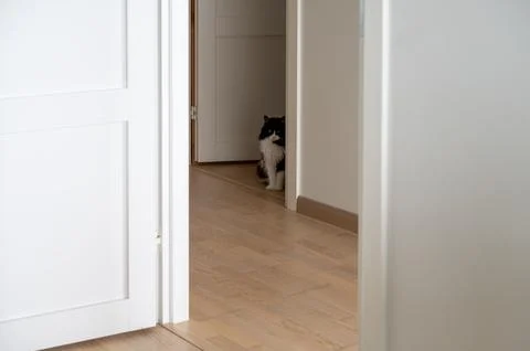 View from one room through corridor of cat sitting in doorway of another ro.. Foto stock