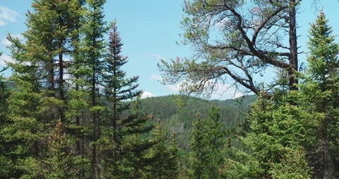 View ont the trees and the pine forest during bright sunny day Stock Footage 130974558