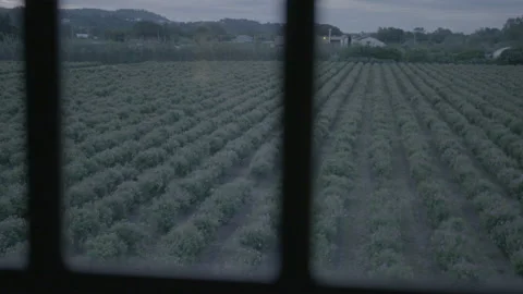 View Of An Open Agricultural Field Though A Window - No LUT Version Stock Footage 222049313