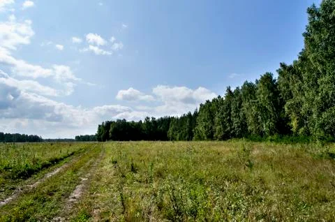 View of the open area on the edge of the forest Stock Photos