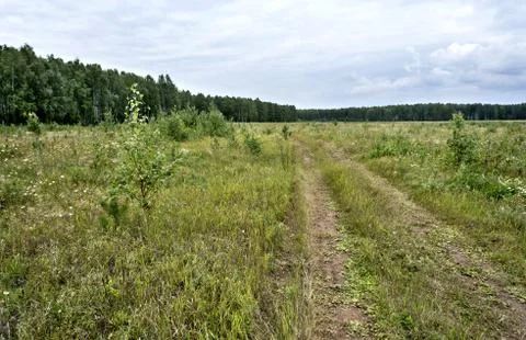 View of the open area on the edge of the forest Stock Photos
