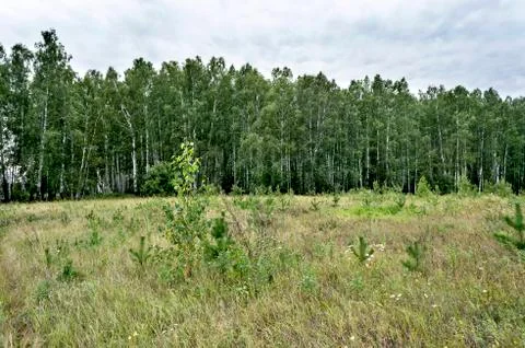 View of the open area on the edge of the forest Stock Photos