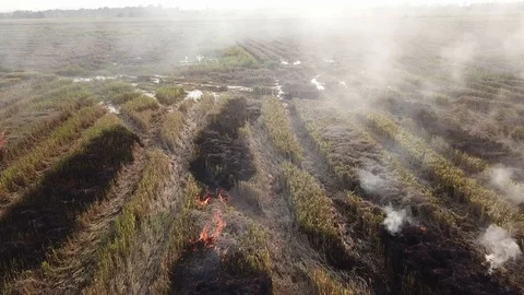 View of open burning of rice straw at Malaysia, Southeast Asia. Stock Footage 118425988