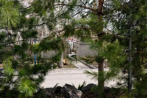 View of the open gate of the house from behind the trees. No people Stock Photos