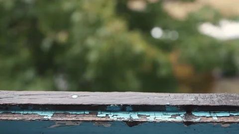 The view from the open window to the autumn courtyard with yellowing trees. Stock Footage 159504036
