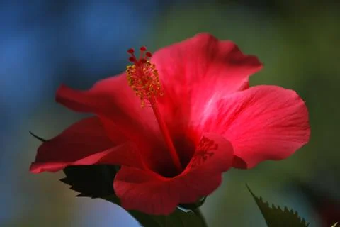 The view of the opened flower in all its glory Stock Photos