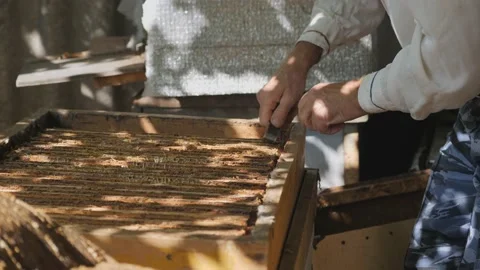 View of the opened hive body showing the frames populated by honey bees. Beekeep Stock Footage 141612109