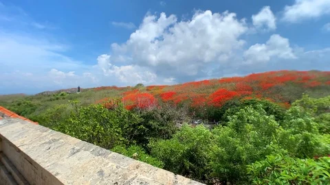 The view opens into the tops of trees, red acacias. Blue sky, sunny summer. Stock Footage 122126271