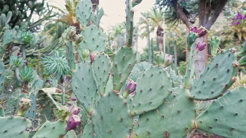 View of opuntia cactus pads covered with sharp spines growing in natural habitat Stock Footage 328745995