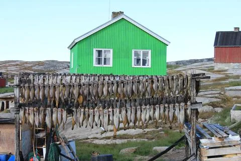 View of Oqaatsut Rodebay in Greenland, with an array of skinned fish hung up to Stock Photos