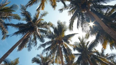 View up or bottom view coconut palm trees forest in sunshin 스톡 동영상 101347428