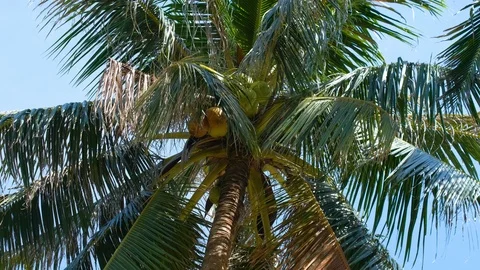 View up or bottom view coconut palm trees forest in the sunshine Stock Footage 101359121