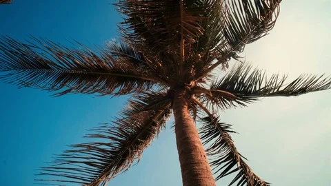 View up or bottom view coconut palm trees forest in the sunshine Stock Footage 114977135