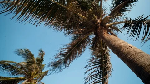 View up or bottom view coconut palm trees forest in the sunshine Stock Footage 114977969
