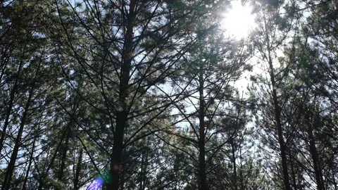 View up or bottom view of pine trees in forest in the sunshine Stock Footage 99644153