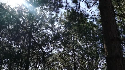 View up or bottom view of pine trees in forest in sunshine Stock Footage 99644478