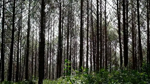 View up or bottom view of pine trees in forest in the sunshine Stock Footage 99683949
