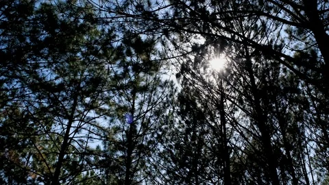 View up or bottom view of pine trees in forest in the sunshine Stock Footage 99696398