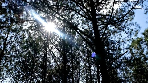 View up or bottom view of pine trees in forest in the sunshine Stock Footage 99703533